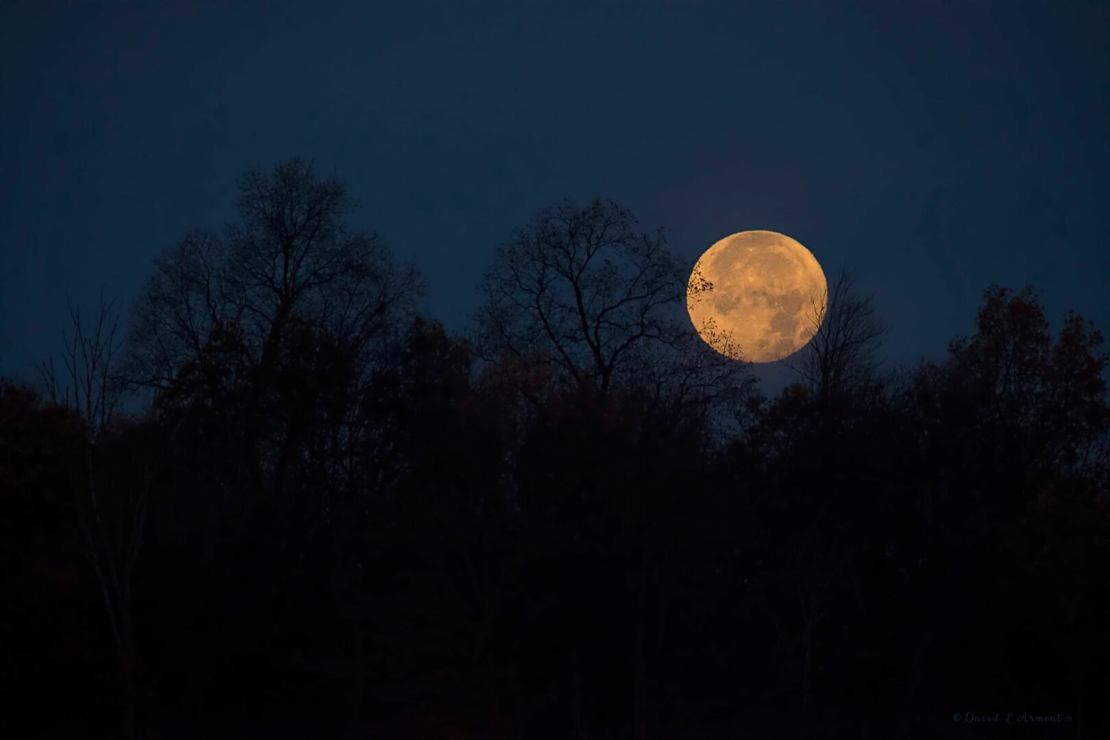 Moon behind trees at night